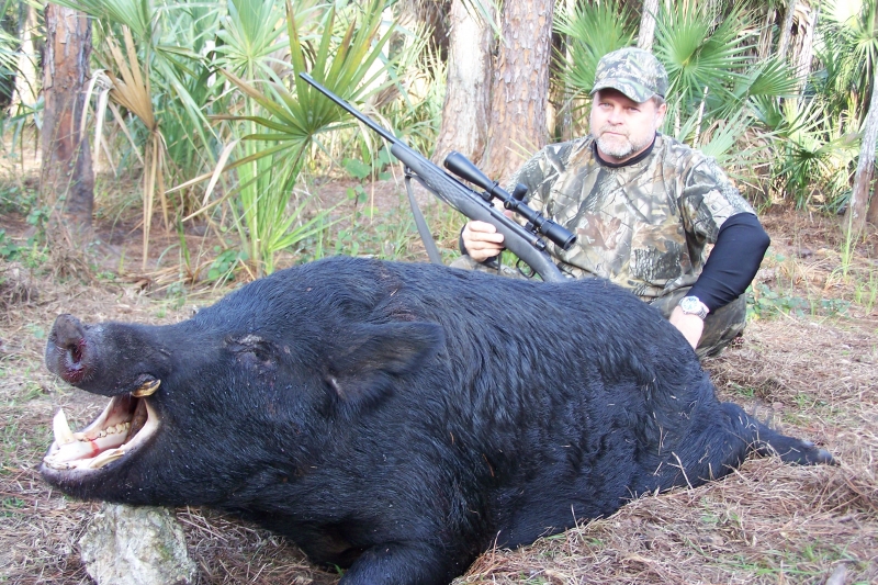 Wild boar in florida